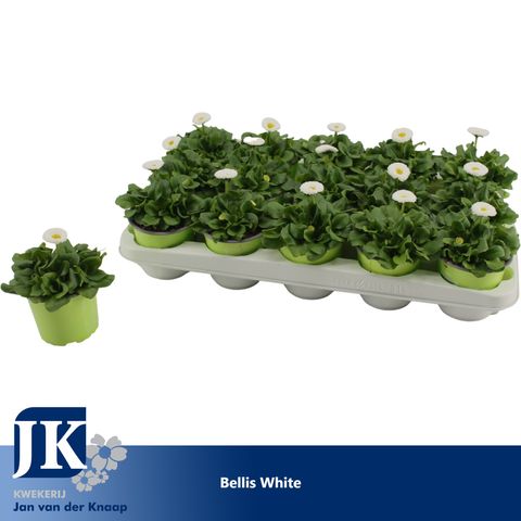 Bellis perennis 'Rusher White'