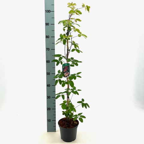 Akebia quinata