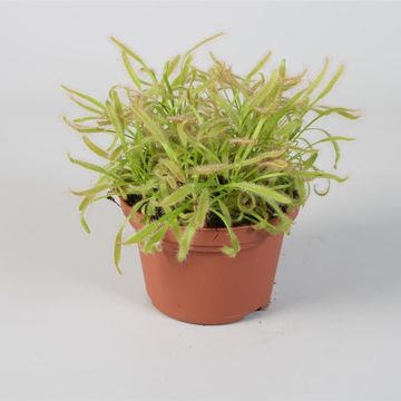 Drosera MIX