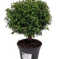 Myrtus communis