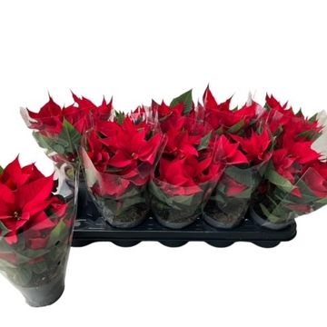 Euphorbia pulcherrima CHRISTMAS FEELINGS DARK RED