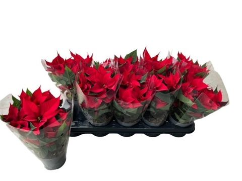 Euphorbia pulcherrima CHRISTMAS FEELINGS DARK RED