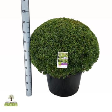 Buxus sempervirens