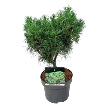 Pinus strobus 'Tiny Curls'