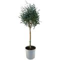 Eucalyptus gunnii