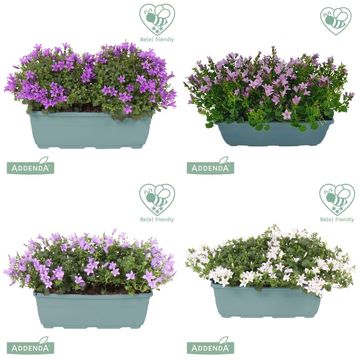 Campanula portenschlagiana AMBELLA MIX