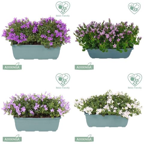 Campanula portenschlagiana AMBELLA MIX