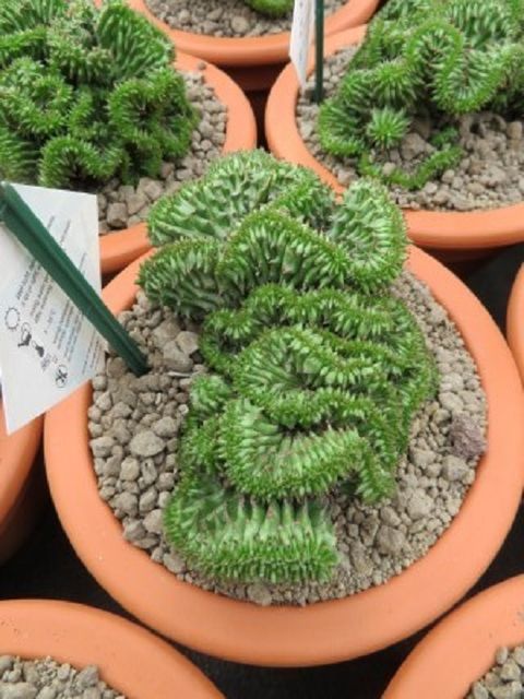 Euphorbia susannae 'Cristata'