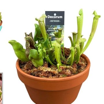 Sarracenia MIX