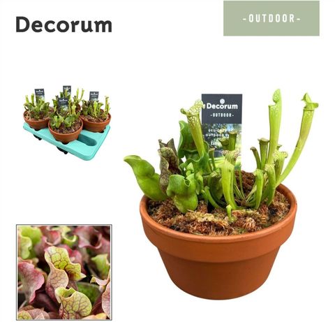 Sarracenia MIX