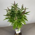 Buddleja davidii BUTTERFLY CANDY LITTLE PURPLE