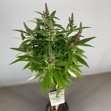 Buddleja davidii BUTTERFLY CANDY LITTLE PURPLE