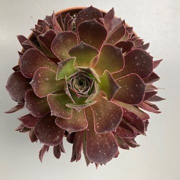 Aeonium 'Phoenix Flame'