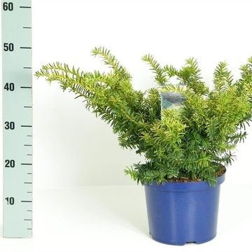 Taxus baccata 'Саммерголд'