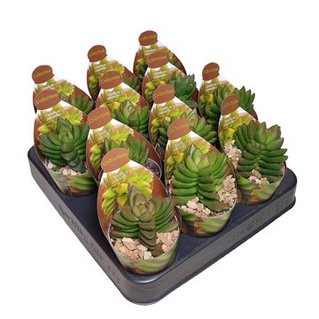 Crassula 'Benjamin'