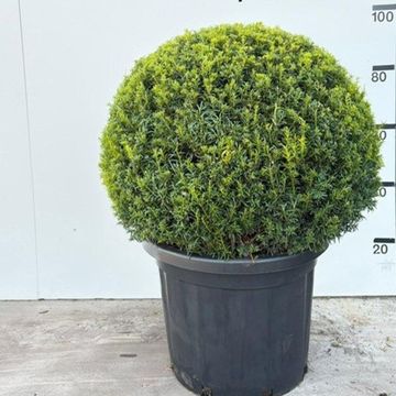 Taxus baccata 'Golden Carol'