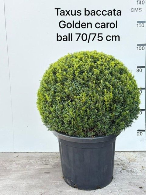 Taxus baccata 'Golden Carol'
