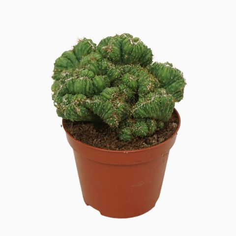 Cereus peruvianus monstrosus cristata