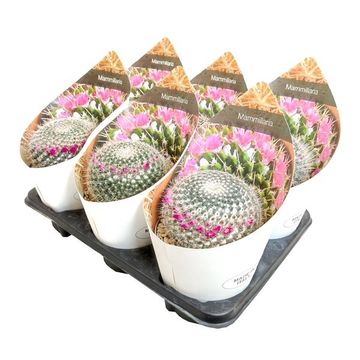 Mammillaria hahniana