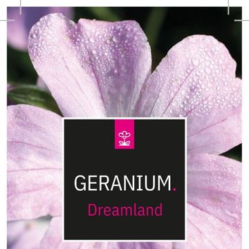 Geranium DREAMLAND