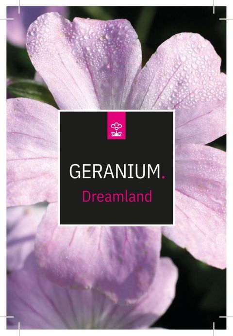 Geranium DREAMLAND
