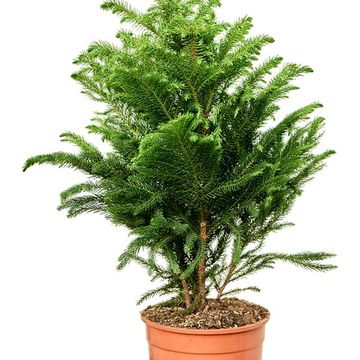 Araucaria heterophylla