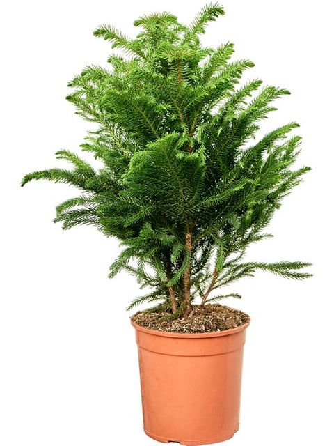 Araucaria heterophylla