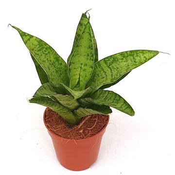 Sansevieria 'Tough Lady'