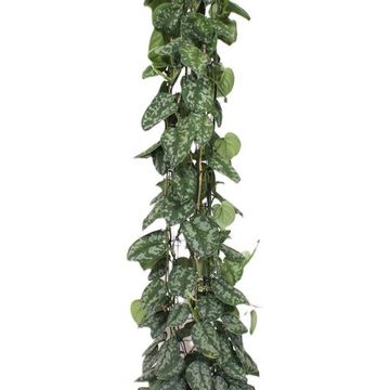 Scindapsus pictus 'Trebie'