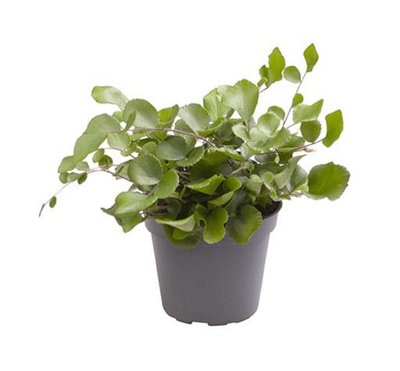 Pellaea rotundifolia — Plant Wholesale FlorAccess