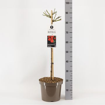 Rosa ROTILIA