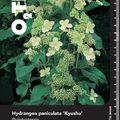 Hydrangea paniculata 'Kyushu'