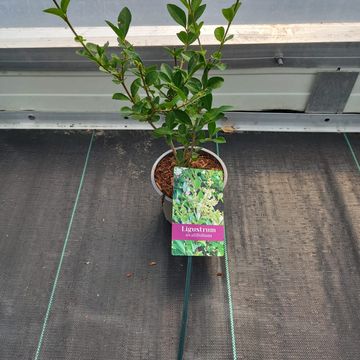 Ligustrum ovalifolium