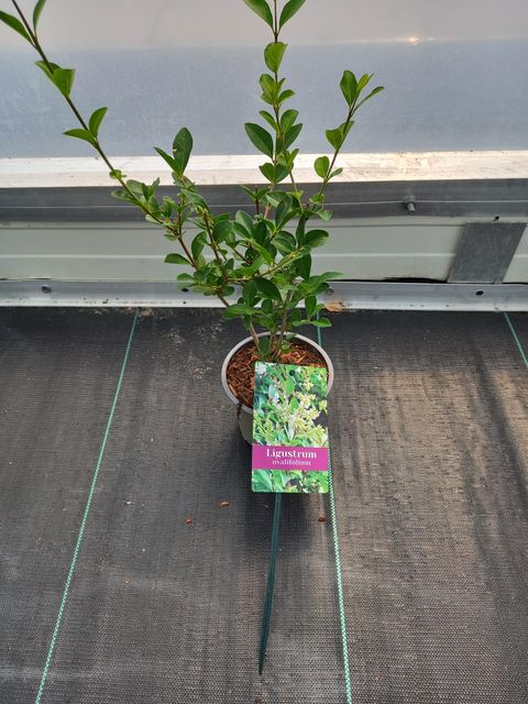 Ligustrum ovalifolium