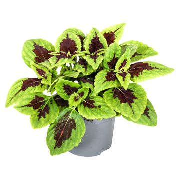 Plectranthus scutellarioides MAIN STREET ALLIGATOR ALLEY