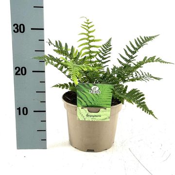 Dryopteris affinis