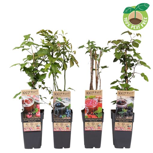 Plantes fruitières MIX