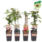 Plantes fruitières MIX