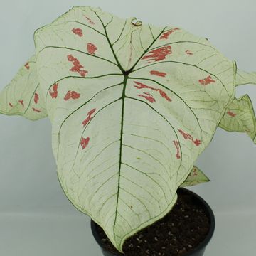 Caladium 'Strawberry Star'