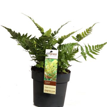 Dryopteris erythrosora