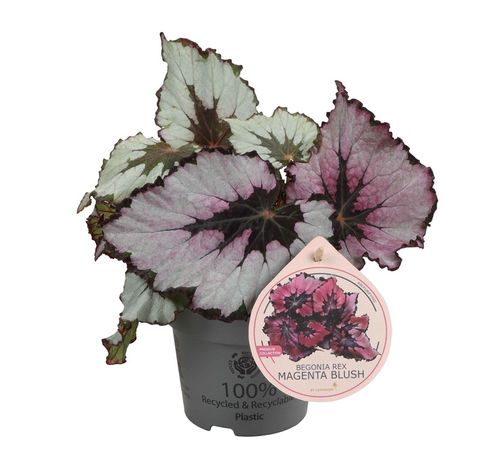 Begonia 'Magenta Blush'