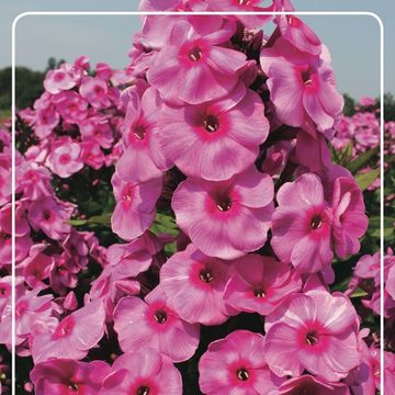 Phlox 'Fondant Fancy'