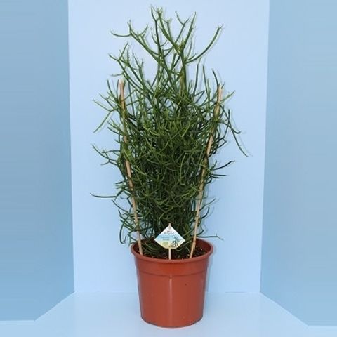 Euphorbia tirucalli — Plant Wholesale FlorAccess