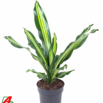 Dracaena fragrans BURLEY