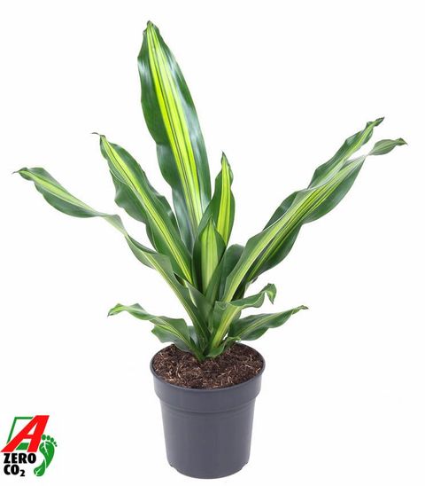 Dracaena fragrans BURLEY
