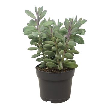 Senecio crassissimus