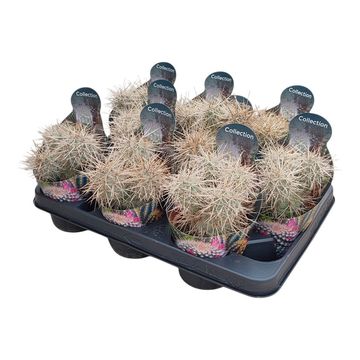 Tephrocactus alexanderi