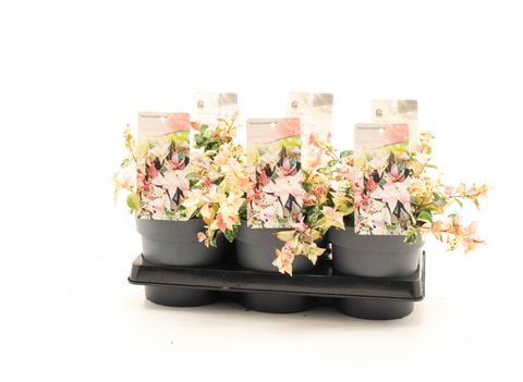 Trachelospermum jasminoides 'Chameleon'