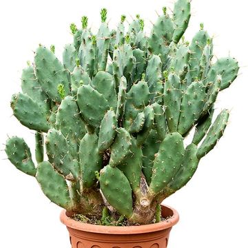Opuntia vulgaris