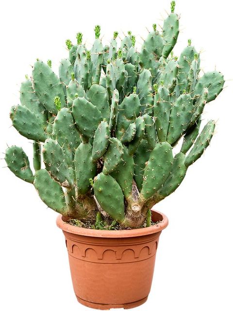 Opuntia vulgaris